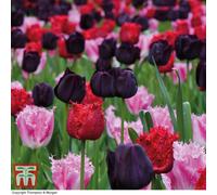 Thompson & Morgan Tulip Berry Sorbet 8 Spring Bulbs