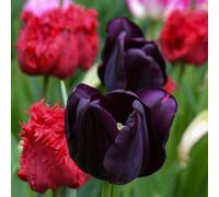 Thompson & Morgan Tulip Berry Sorbet Mixed Fringed Hybrids - Dark Purple Candy Pink Raspberry Red Bulbs (16X)