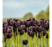 Thompson & Morgan Tulip Black Satin Bulbs - Striking Maroon-Black Flowers Hardy Spring Bloom 16 Bulbs