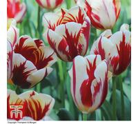 Thompson & Morgan Tulip Carnival De Nice 32 Bulbs (Size 11/12)