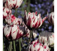 Thompson & Morgan Tulip Carnival De Nice 8 Bulbs