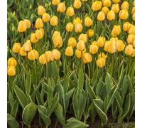 Thompson & Morgan Tulip Cream Cocktail - Cream Yellow Spring Blooms Grey-Edged Foliage. Borders Beds Cut Flowers. 16 Bulbs.