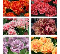 Thompson & Morgan Tulip Doubles Collection 30 Bulbs