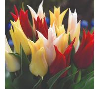 Thompson & Morgan Tulip Elegant Mix Lily-Flowered Spring Bulbs - Vibrant Blooms For Beds Borders Containers - 16 Bulbs