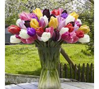 Thompson & Morgan Tulip Everlasting Mixed Bulbs x 32