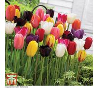 Thompson & Morgan Tulip 'everlasting Mixed' Spring Flowering 8 Bulbs