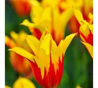 Thompson & Morgan Tulip Fire Wings Bulbs x 16
