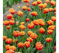 Thompson & Morgan Tulip Flames of Passion 8 Bulbs
