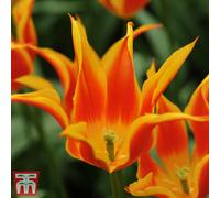 Thompson & Morgan Tulip Fly Away 8 Bulbs (Size 11/12)