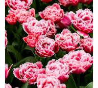 Thompson & Morgan Tulip Frilly Fringed Collection 32 Bulbs