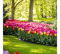 Thompson & Morgan Tulip Giant Collection 20 Bulbs