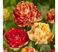 Thompson & Morgan Tulip Gudoshnik Double 16 Bulbs - Spring Flowering