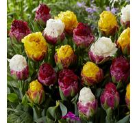 Thompson & Morgan Tulip Ice Cream Collection 6 Bulbs
