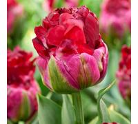 Thompson & Morgan Tulip Ice Cream Cranberry Double Peony-Type Raspberry Pink & Green Blooms 1-5 Bulbs