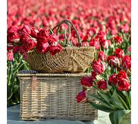 Thompson & Morgan Tulip Ile d'Amour 16 Bulbs
