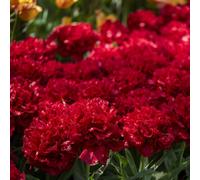 Thompson & Morgan Tulip In My Heart 16 Bulbs