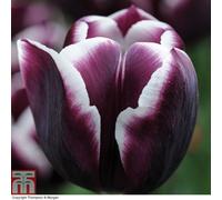 Thompson & Morgan Tulip Jackpot 8 Bulbs (Size 11/12)