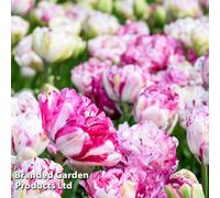 Thompson & Morgan Tulip Jonquires 16 Bulbs (Size 11/12)