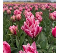 Thompson & Morgan Tulip Love Whisper 8 Bulbs