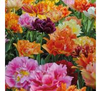Thompson & Morgan Tulip Murillo Mix x32 Bulbs