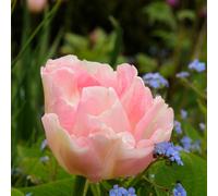 Thompson & Morgan Tulip Pretty in Pink Collection 32 Bulbs