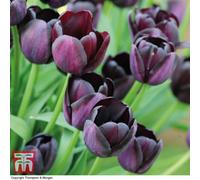 Thompson & Morgan Tulip Queen Of The Night 16 Bulbs (Size 11/12)