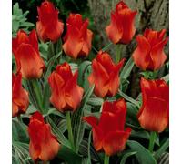 Thompson & Morgan Tulip Red Riding Hood Flower Bulbs For Planting - Pack Of 8 Bulbs