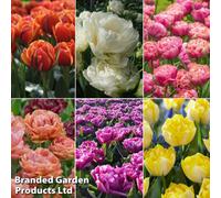 Thompson & Morgan Tulip Royal Palace Doubles Collection 30 Bulbs