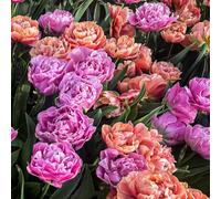 Thompson & Morgan Tulip Everlasting Mixed 64 Bulbs