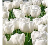 Thompson & Morgan Tulip Single Early White Prince Flower Bulbs For Planting - Pack Of 32 Bulbs