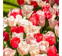 Thompson & Morgan Tulip Strawberries and Cream Mix 20 Bulbs