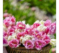 Thompson & Morgan Tulip Strawberry Frost 16 Bulbs