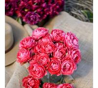Thompson & Morgan Tulip Taiwan 16 Bulbs