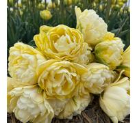 Thompson & Morgan Tulip Wedding Dream 8 Bulbs