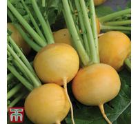 Thompson & Morgan Turnip Golden Ball 1 Seed Packet (1000 Seeds)