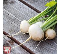 Thompson & Morgan Turnip Rapa De Lodi 1 Seed Packet (5400 Seeds)