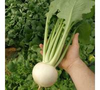 Thompson & Morgan Turnip Silky Sweet F1 1 Seed Packet