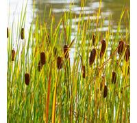 Thompson & Morgan Typha Laxmannii Dwarf Bulrush Pond Plant 9Cm Pot Peat Free Marginal Aquatic Water Garden Plant