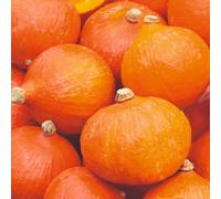 Thompson & Morgan Uchiki Kuri Pumpkin Vegetable Garden Plant - Sweet Nutty Culinary Easy Grow Uk Autumn Harvest Decorative - 1X Seed Packet