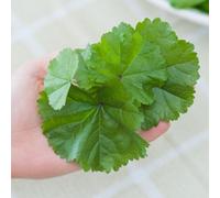 Thompson & Morgan Urban Forager Mix Seeds - Edible Leafy Vegetables Chicory Fennel Garlic Mustard Sorrel