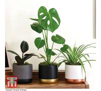 Thompson & Morgan Urban Jungle Houseplant Collection - 3 Plants