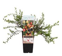 Thompson & Morgan Vaccinium (Cranberry) Macro. Early Black 15Cm Potted Plant X 2