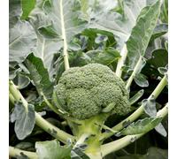 Thompson & Morgan Vegetable Club Root Collection - 4 Plug Plants (Brussels Sprout, Cauliflower, Broccoli+ Cabbage Savoy)