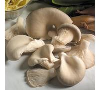 Thompson & Morgan Vegetable Hard Good Organic Mushroom Windowsill Kit Grey Oyster 3 Litre Prepack X 1 Unit