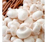 Thompson & Morgan Vegetable Hard Good Organic Mushroom Windowsill Kit White Button 3 Litre Prepack X 1 Unit