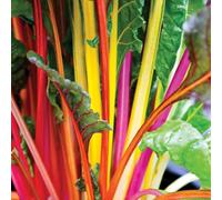 Thompson & Morgan Vegetable Leaf Beet Swixss Chard Bright Lights 22mm Ll Plug Plant X 20