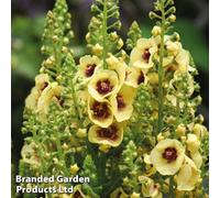 Thompson & Morgan Verbascum Dark Eyes 1 Litre Pot X 1