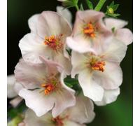 Thompson & Morgan Verbascum Phoeniceum Hybrid Vibrant Spikes Slender Elegant Cottage Garden 1L Pot