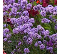 Thompson & Morgan Verbena Bonariensis 9Cm Potted Plant X 1