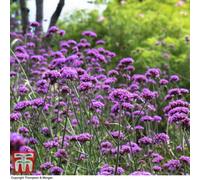 Thompson & Morgan Verbena Bonariensis 9Cm Potted Plant X 3